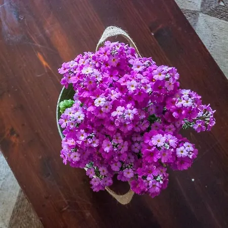 Donna Adelaide - Centro Storico 公寓 *