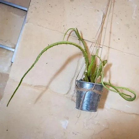 公寓 Donna Adelaide - Centro Storico